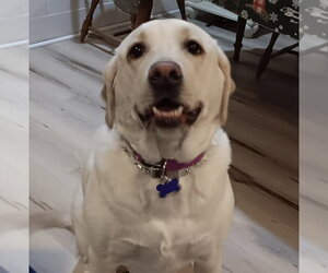 Labrador Retriever Dogs for adoption in Oak Bluffs, MA, USA