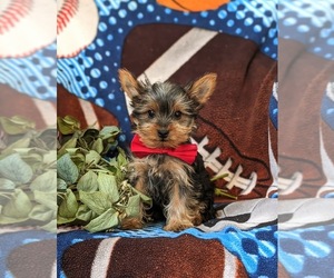 Yorkshire Terrier Puppy for sale in KIRKWOOD, PA, USA