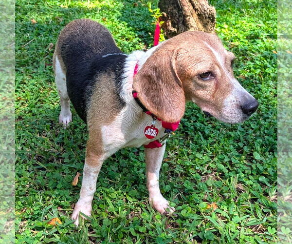 Medium Photo #6 Beagle Puppy For Sale in Dunnellon, FL, USA