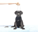 Small #3 Cane Corso