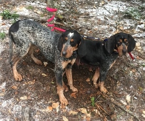 Mother of the Bluetick Coonhound puppies born on 09/09/2019