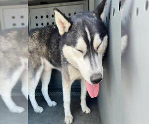 Siberian Husky-Unknown Mix Dogs for adoption in Downey, CA, USA