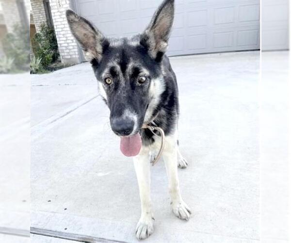 Medium Photo #2 German Shepherd Dog-Unknown Mix Puppy For Sale in Houston, TX, USA