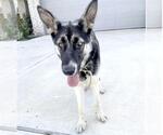 Small #1 German Shepherd Dog Mix