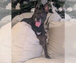 Small #7 American Pit Bull Terrier Mix