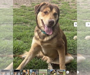Labrador Retriever-Unknown Mix Dogs for adoption in Rustburg, VA, USA