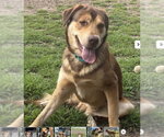 Small Labrador Retriever Mix