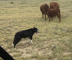 Mother of the Border Collie-Chihuahua Mix puppies born on 07/23/2025