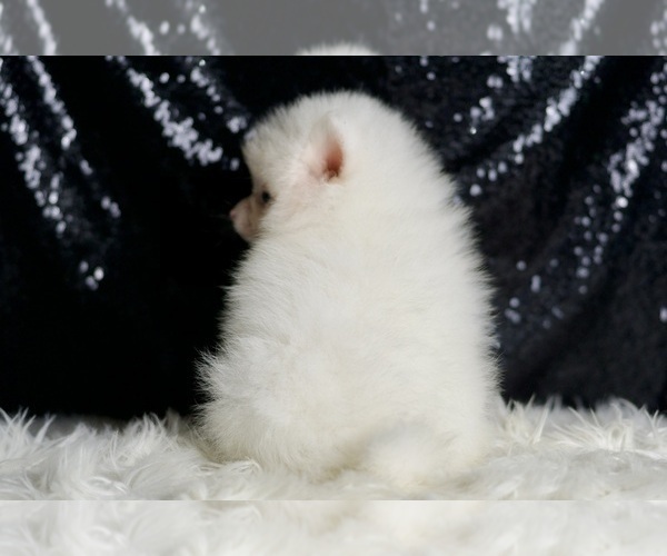 Medium Photo #14 Pomeranian Puppy For Sale in WARSAW, IN, USA