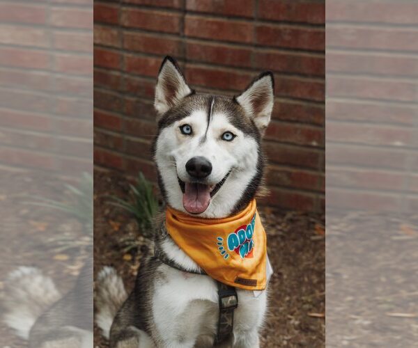 Medium Photo #3 Siberian Husky Puppy For Sale in Carrollton, TX, USA