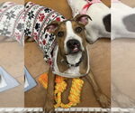 Small #19 American Bulldog Mix