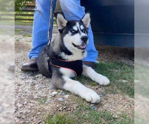 Medium Photo #1 Huskies -Unknown Mix Puppy For Sale in Sheboygan, WI, USA