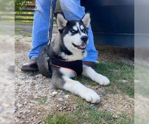 Huskies -Unknown Mix Dogs for adoption in Sheboygan, WI, USA