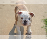 Small Photo #11 English Bulldog Puppy For Sale in STEPHENVILLE, TX, USA