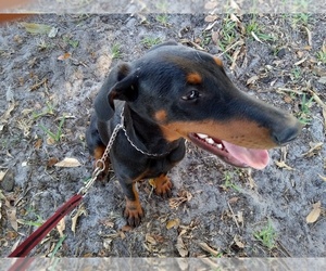 Doberman Pinscher Puppy for sale in AVENTURA, FL, USA