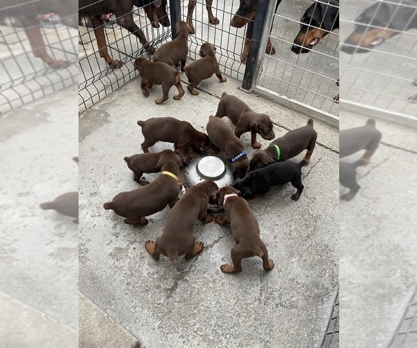 Medium Photo #5 Doberman Pinscher Puppy For Sale in HIALEAH, FL, USA