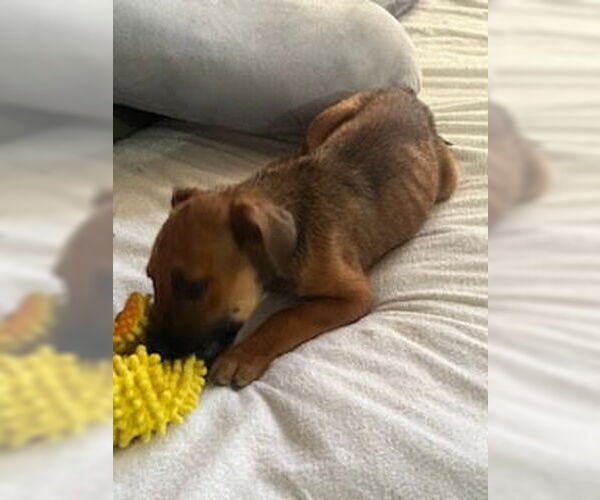 Medium Photo #5 American Staffordshire Terrier-Unknown Mix Puppy For Sale in columbia, SC, USA