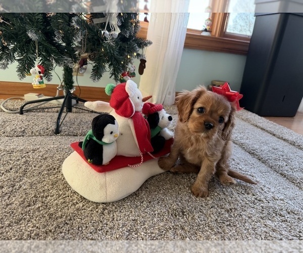 Medium Photo #2 Cavalier King Charles Spaniel Puppy For Sale in KANSAS CITY, MO, USA