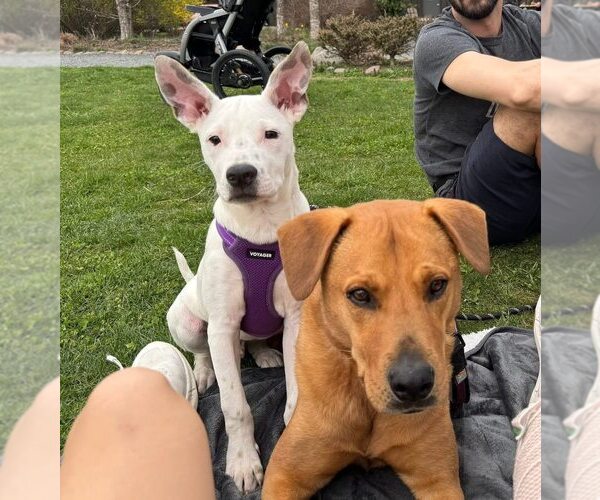 Medium Photo #4 Mutt Puppy For Sale in New York, NY, USA