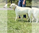 Small Photo #1 Labrador Retriever Puppy For Sale in NEOLA, WV, USA