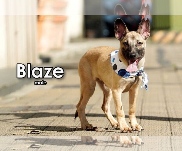 Medium Photo #2 Mutt Puppy For Sale in Seattle, WA, USA