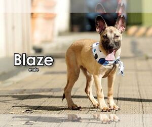 Blaze from Taiwan - Male Mutt Dog for Adoption - Photo #2