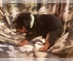 Small Photo #2 Rottweiler Puppy For Sale in EDEN, IN, USA