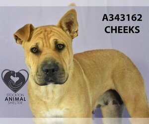 Chinese Shar-Pei Dogs for adoption in Stockton, CA, USA