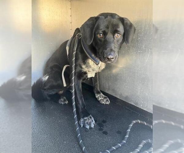 Medium Photo #1 Labrador Retriever Puppy For Sale in Orange, CA, USA