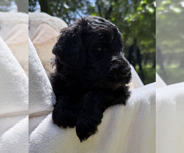 Medium Photo #65 Goldendoodle Puppy For Sale in PIERSON, FL, USA