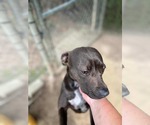 Small #9 Labrador Retriever Mix