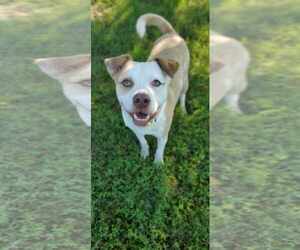 Mutt Dogs for adoption in Bardstown, KY, USA