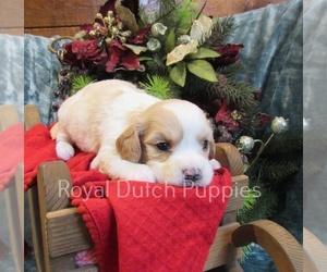 Cavachon Puppy for sale in LE MARS, IA, USA