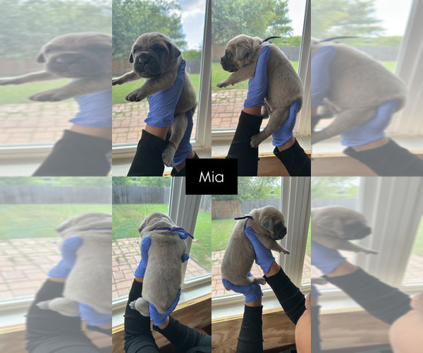 Medium Photo #1 Cane Corso Puppy For Sale in ADDISON, TX, USA