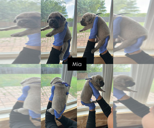 Cane Corso Puppy for sale in ADDISON, TX, USA