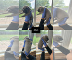 Image preview for Ad Listing. Nickname: Litter of 8