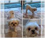 Small Shih Tzu