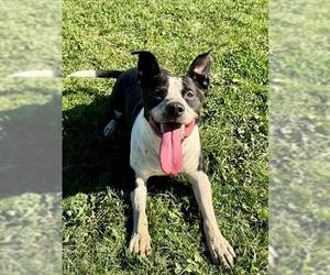 BLANCO - Male American Bulldog-Unknown Mix Dog for Adoption