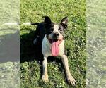 BLANCO - Male American Bulldog-Unknown Mix Dog for Adoption - Small photo