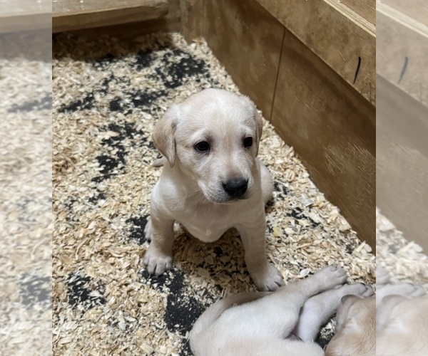 Medium Photo #4 Labrador Retriever Puppy For Sale in WOODBRIDGE, CT, USA