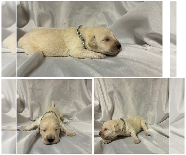 Medium Photo #6 Labradoodle Puppy For Sale in OSMOND, NE, USA