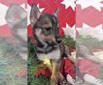 Small Photo #1 Pomsky-Siberian Husky Mix Puppy For Sale in CENTRALIA, MO, USA