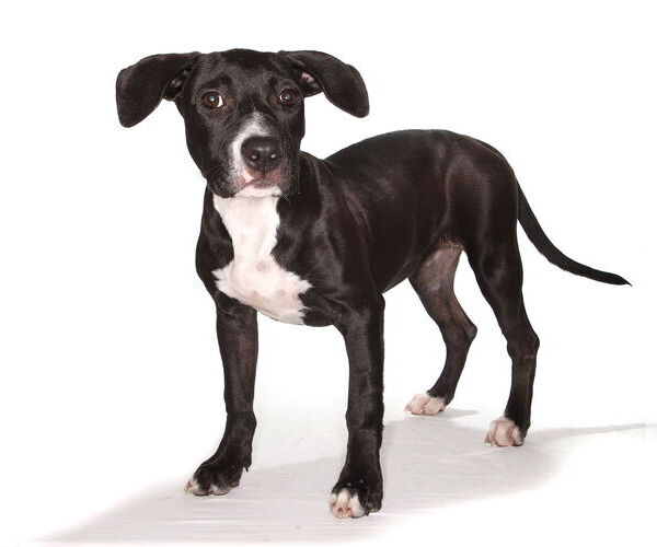 Medium Photo #6 Labrador Retriever-Unknown Mix Puppy For Sale in Oakland Park, FL, USA