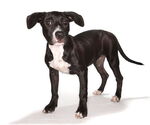 Small #5 Labrador Retriever Mix