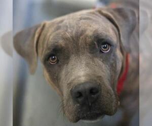 American Staffordshire Terrier-Unknown Mix Dogs for adoption in San Antonio, TX, USA