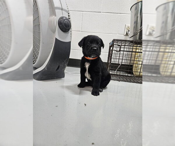 Medium Photo #1 Labrador Retriever-Unknown Mix Puppy For Sale in Temple, TX, USA