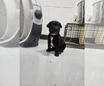 Small Labrador Retriever Mix