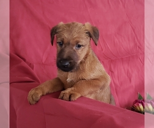 Irish Terrier Puppy for sale in WATERLOO, NY, USA
