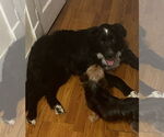 Small #1 Border Collie Mix