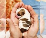 Small Photo #39 Chihuahua Puppy For Sale in MOUNT AIRY, NC, USA